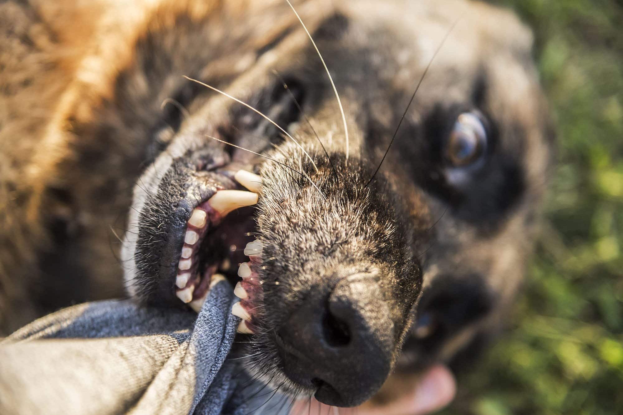 Do I Need To Hire An Expert For My Dog Bite Case? | The Clark Law