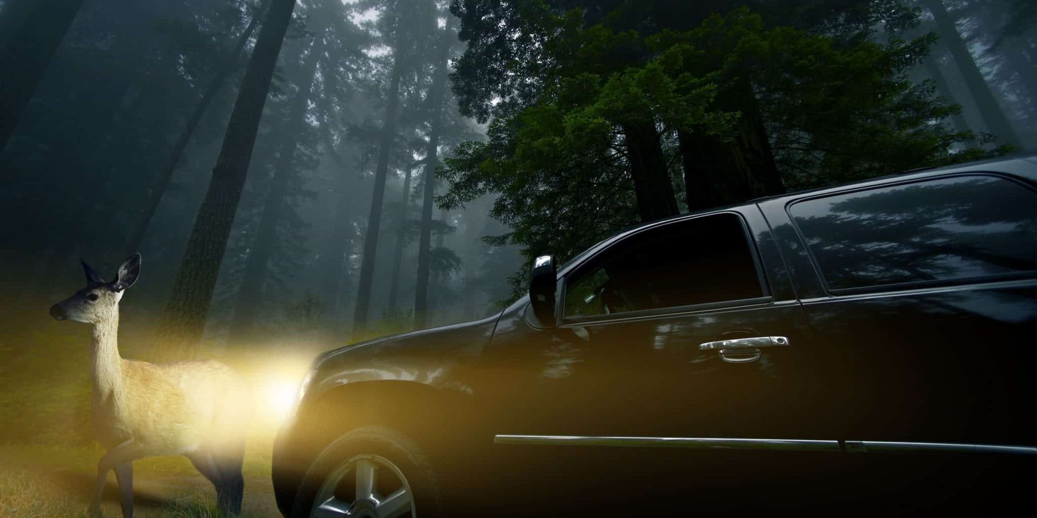 Deer-Related Auto Accidents: What To Do and How To Avoid them Deer-Related Auto Accidents: What To Do and How To Avoid them