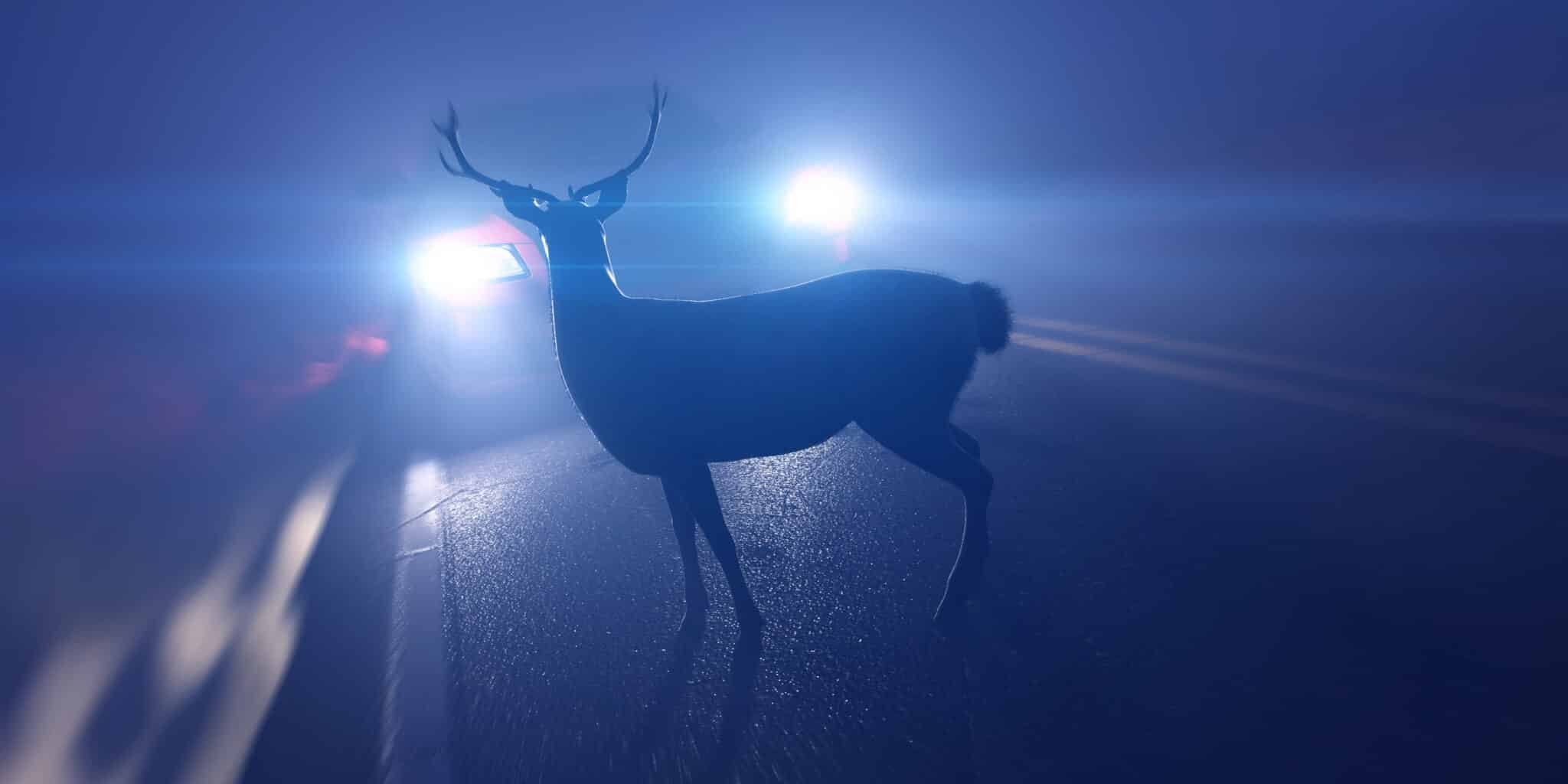 Do-I-Need-To-Call-Police-If-I-Hit-a-Deer-In-Michigan A Deer in a Michigan Road at Night about to be struck by a vehicle