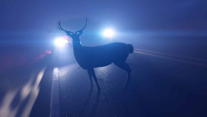 A Deer in a Michigan Road at Night about to be struck by a vehicle