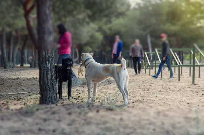 Two dogs stand face-to-face near a tree in a public park. People walk in the background on a sandy path lined with trees and fitness equipment, enjoying the vibrant atmosphere of Lansing Dog Parks.