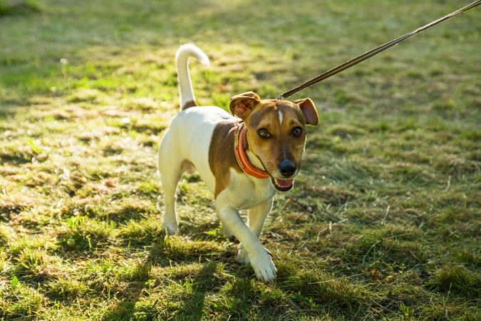 A small brown and white dog on a leash stands on grassy ground in Lansing, looking forward with a curved tail.