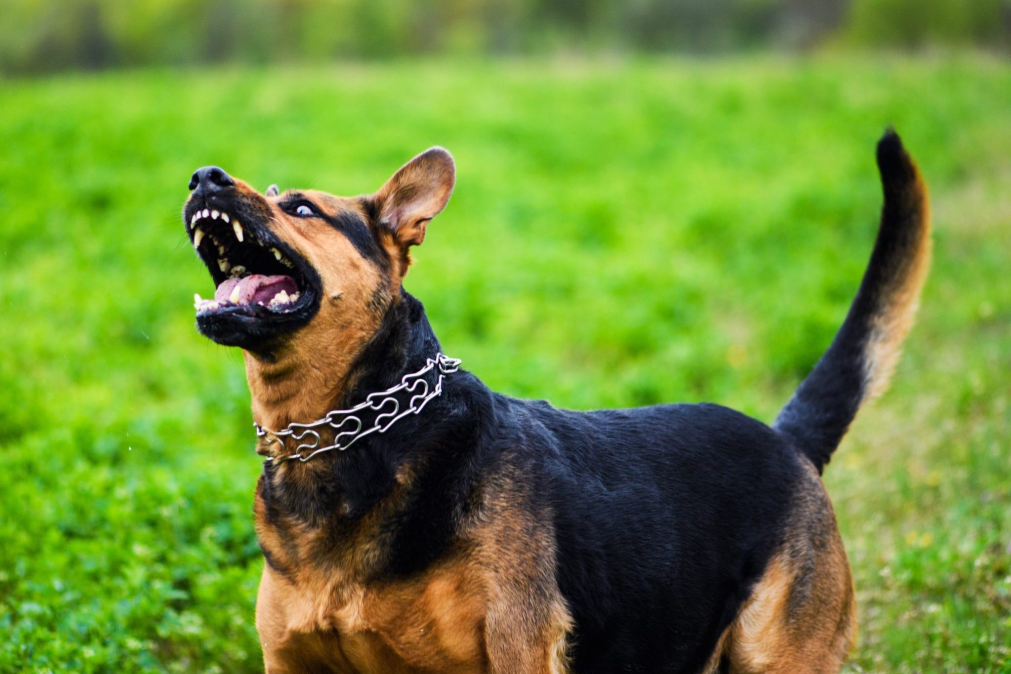 A large dog with a chain collar stands on green grass, looking upward with an open mouth, showing its teeth—an imposing presence that highlights the importance of dog owner liability.