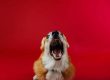 A corgi dog with its mouth wide open, facing forward, against a solid red background.
