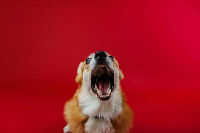 A corgi dog with its mouth wide open, facing forward, against a solid red background.