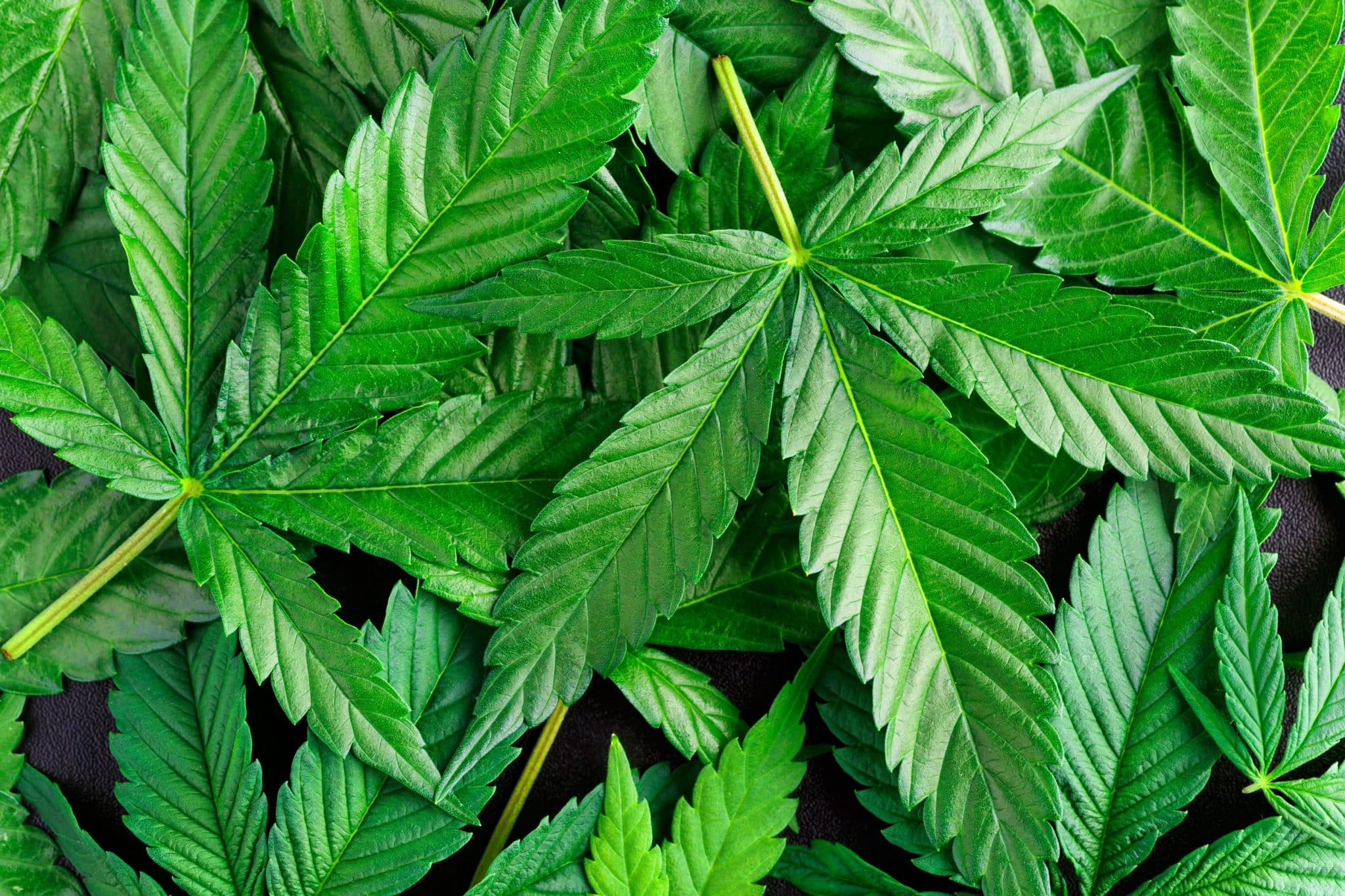 Michigan marijuana car accident lawyer